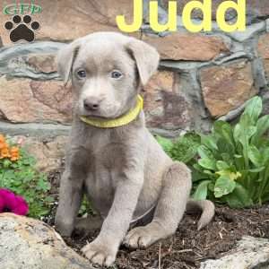 Judd, Silver Labrador Retriever Puppy